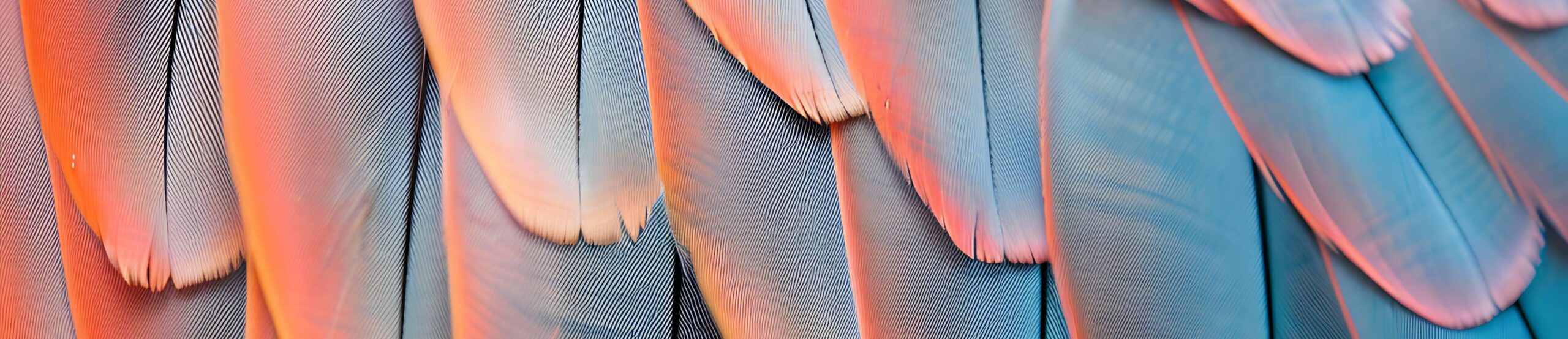 Conditions générales beautiful feathers arrangement(ll)